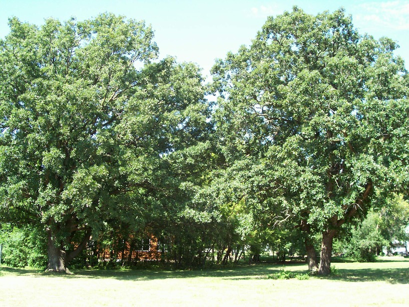 Orono, MN: Oak trees at Fairview Park
