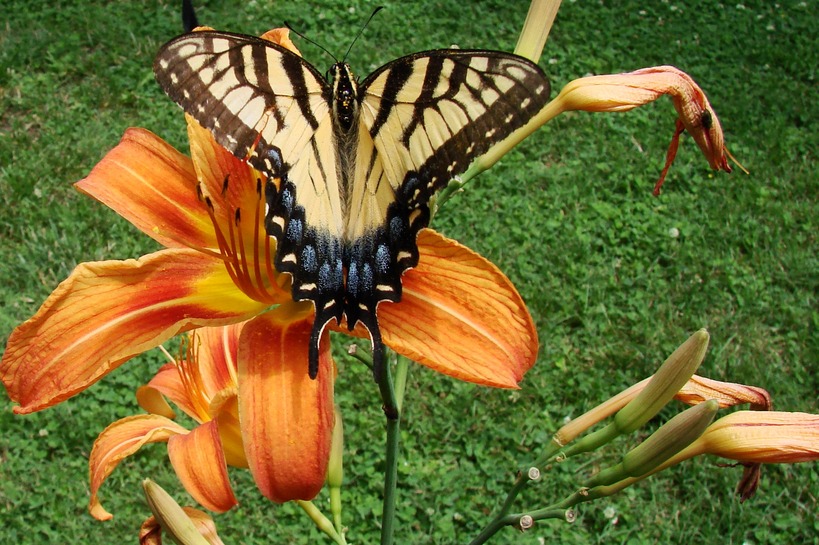 Exmore, VA: Big Beautiful Butterfly