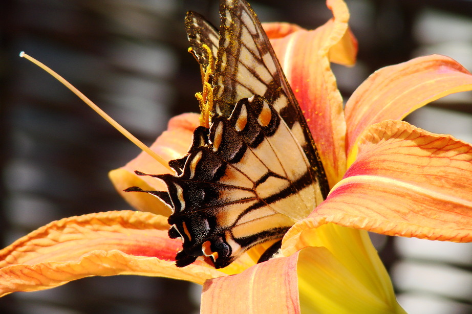 Exmore, VA: Big Beautiful Butterfly 2