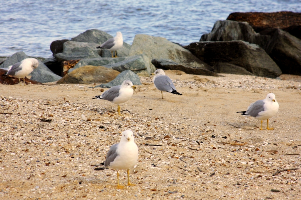 Lusby, MD: Sea horse beach on The Chesapeake Bay in Chesapeake Ranch Estates