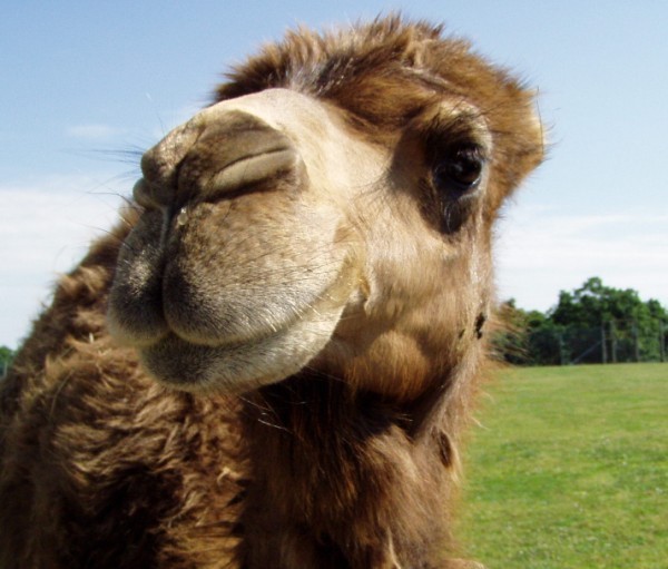 Cassville, MO: Camel at the Promised Land Zoo