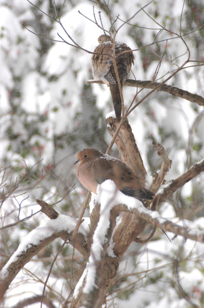 Vienna, VA: Nature's surprising gift. Two doves keeping warm in my Vienna, VA backyard. I took this photo during the memorable snowstorm of 19 December 2009.