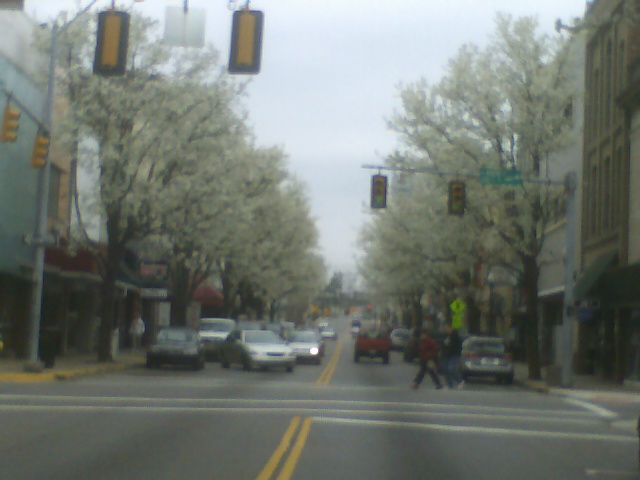Bristol, TN: Pear trees blossoming in the spring looking East State Street