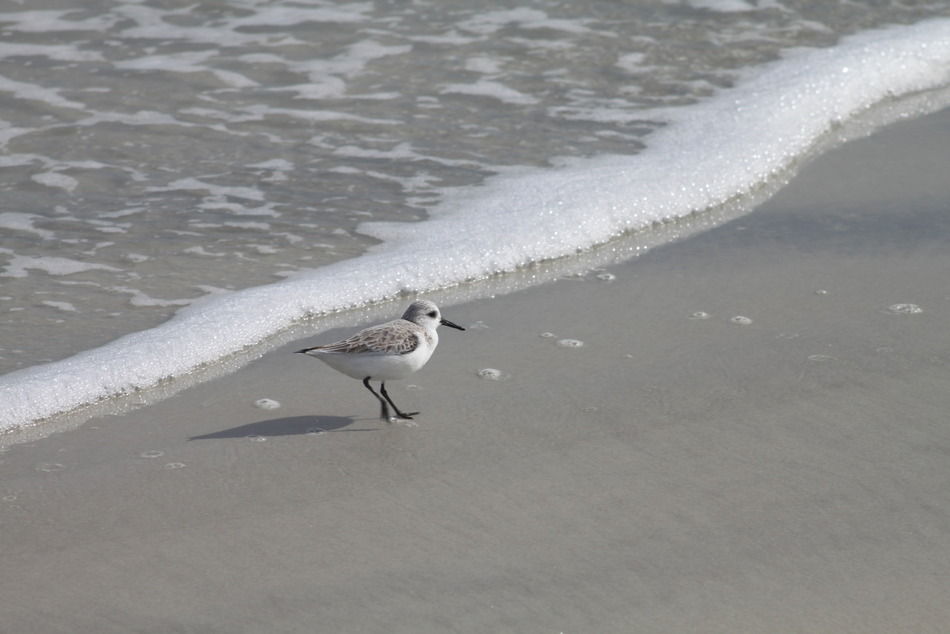 New Smyrna Beach, FL: shore bird