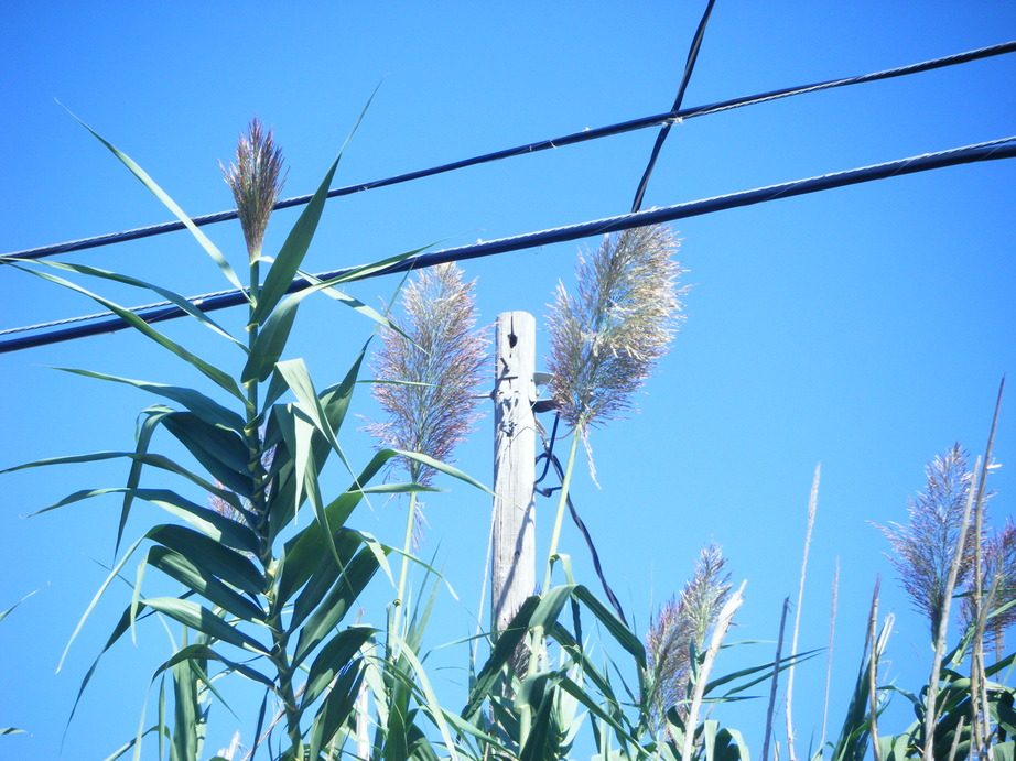 Jones, OK: out for a walk - how do these things grow so high?