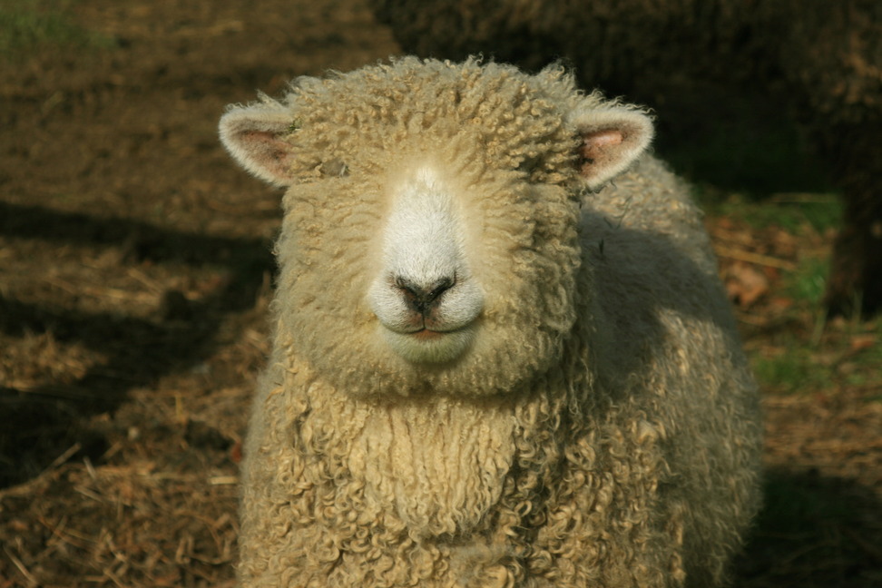 Kiel, WI: Happy Sheep in Ada