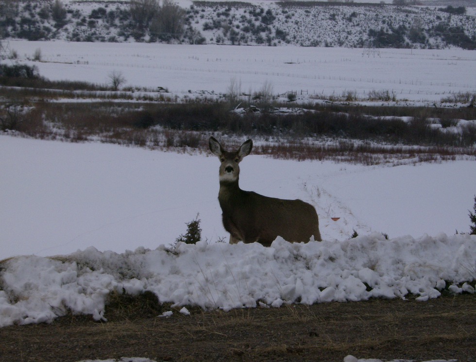 Meeker, CO doe in the snow photo, picture, image (Colorado) at