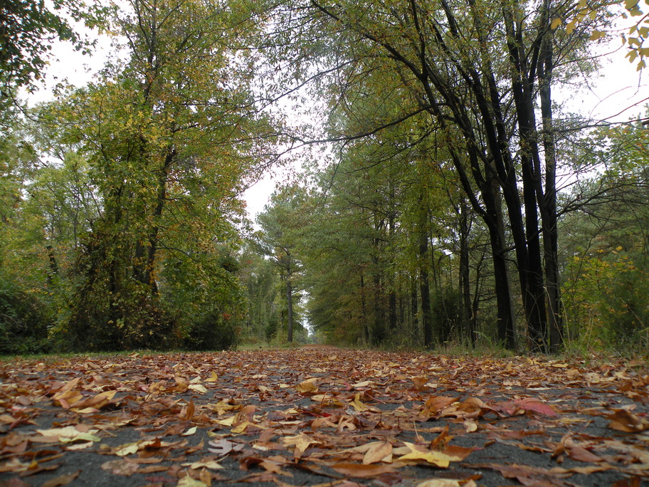 Ashland, VA: Fall on the Ashland Park walkway beside the train tracks