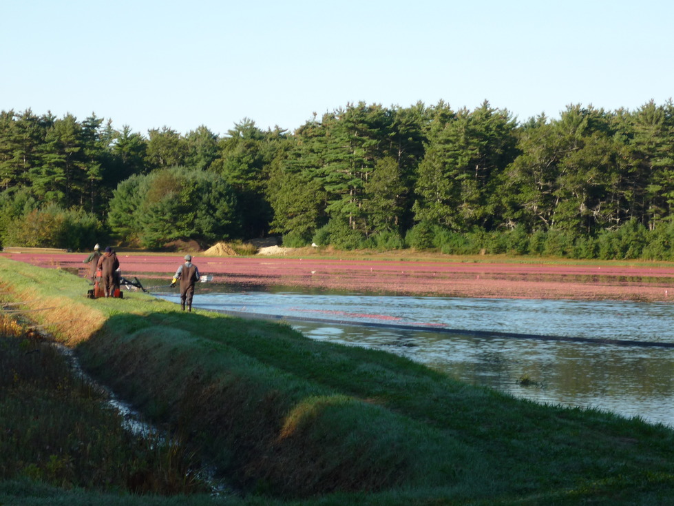West Wareham, MA Cranberry Bog photo, picture, image (Massachusetts