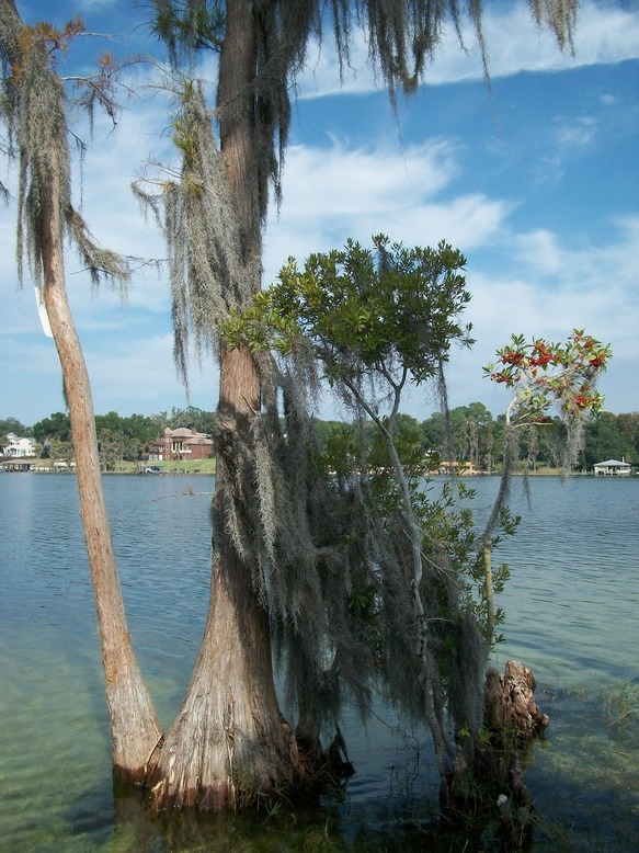Windermere, FL view lake butler photo, picture, image (Florida) at