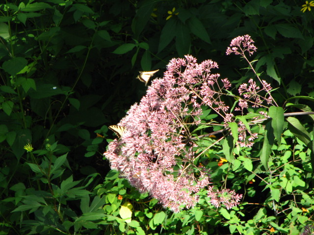 Mountain City, TN: Butterflies on flowers in Mountain City, TN