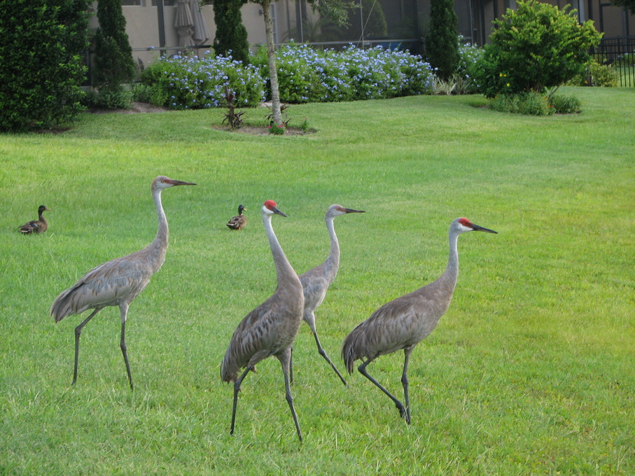 Oviedo, FL: A family of Sand Hill Cranes