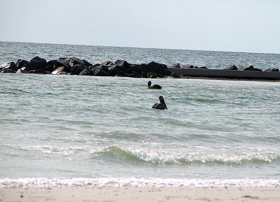 Dunedin, FL: Pelicans enjoying a summer day in Dunedin, Fl