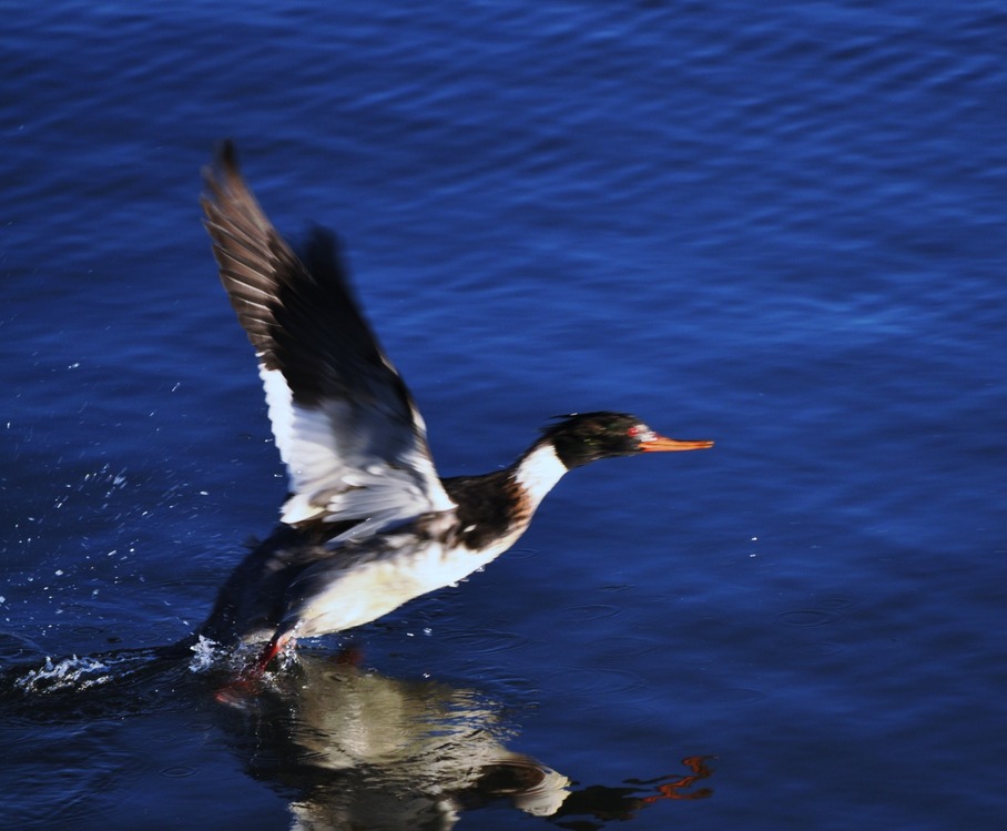 Exmore, VA: Blue waters...clear skies,,,,flaps up..we have lift off..