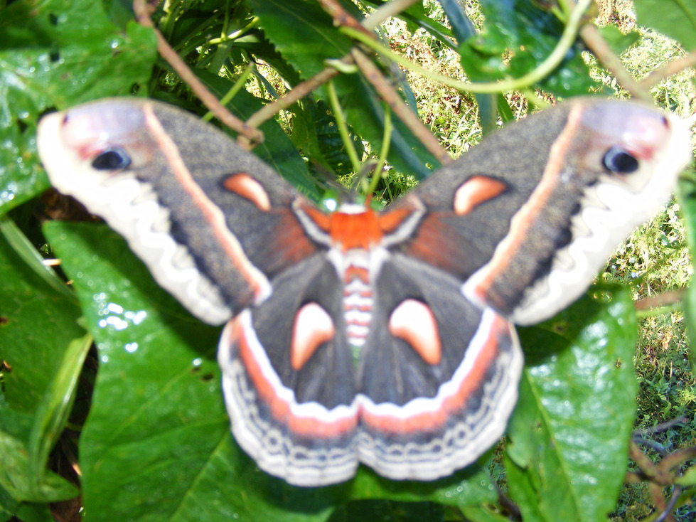 Ellenboro, WV: moth on a bush in ellenboro