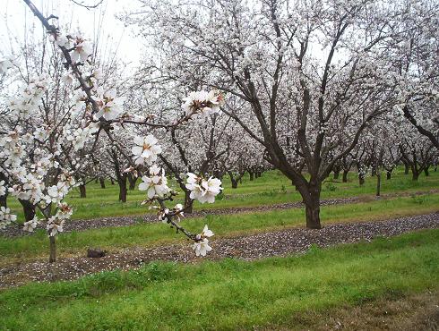 Sanger, CA: Blossom Trail Almond Orchard