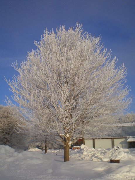 Albert City, IA: Tree of frost.