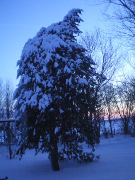 Albert City, IA: winter sunset ...leaning tree