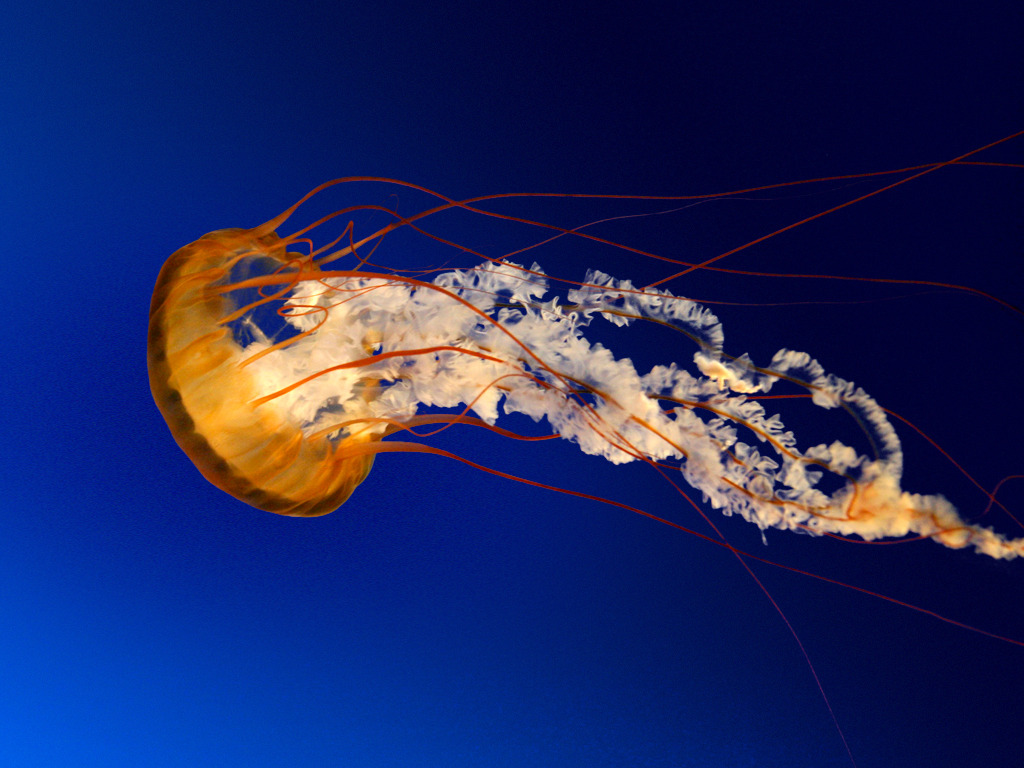 Altadena, CA: jellyfish
