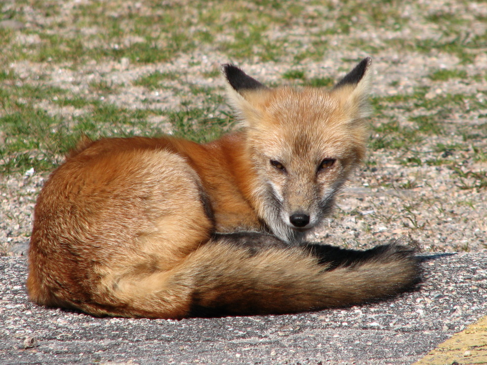 Charlestown, RI: Fox Taking a Rest - Charlestown, RI