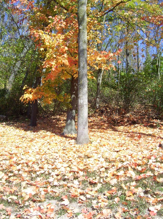 Reedsville, PA: Autumn Leaves