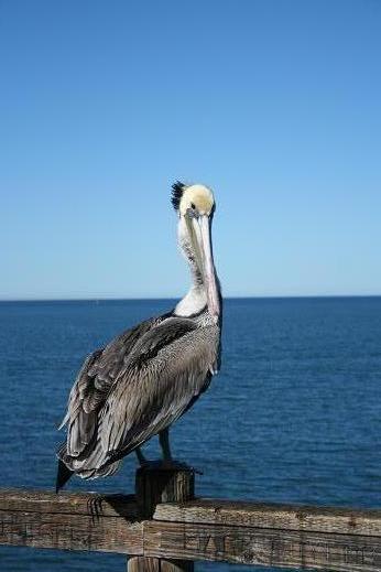 Oceanside, CA: Pelican on the Oceanside pier
