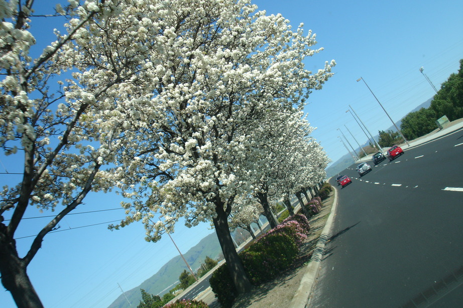 Santa Clara, CA: Tree Lined Trolly Line down Tasman Dr. Santa Clara