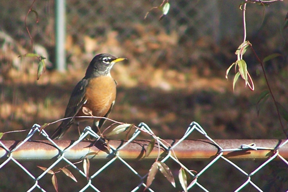 Beverly Hills, FL Robins have arrived in Beverly Hills photo, picture