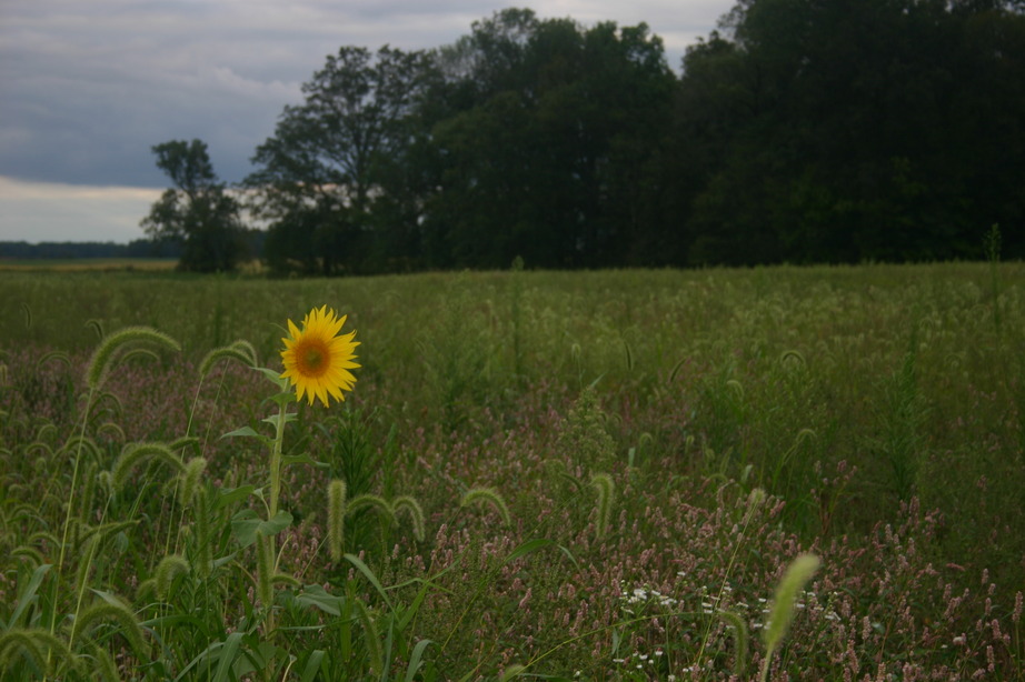 Centerburg, OH: Sunflower
