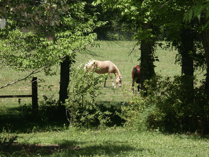 Milner, GA: Horses in a pasture