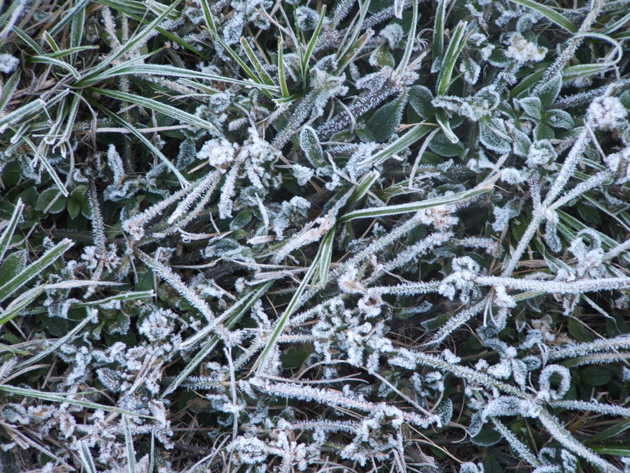 Lehigh Acres, FL: A cold winters day with icy frost on the ground 2010