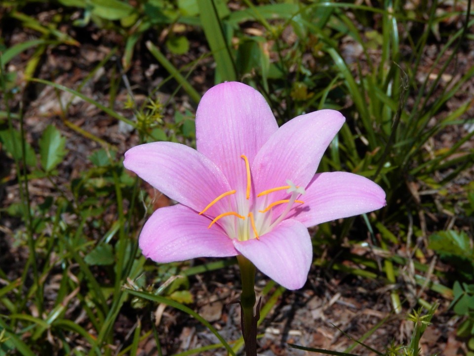 Chipley, FL: a little flower that grew all alone in my backyard.,