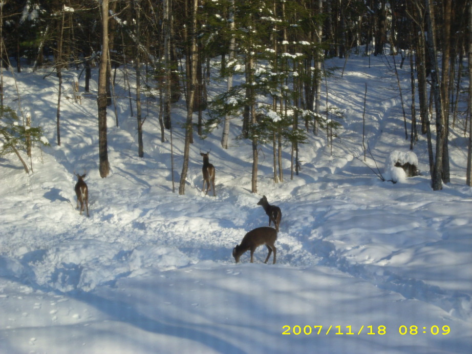 Bowdoin, ME: Deer in backyard