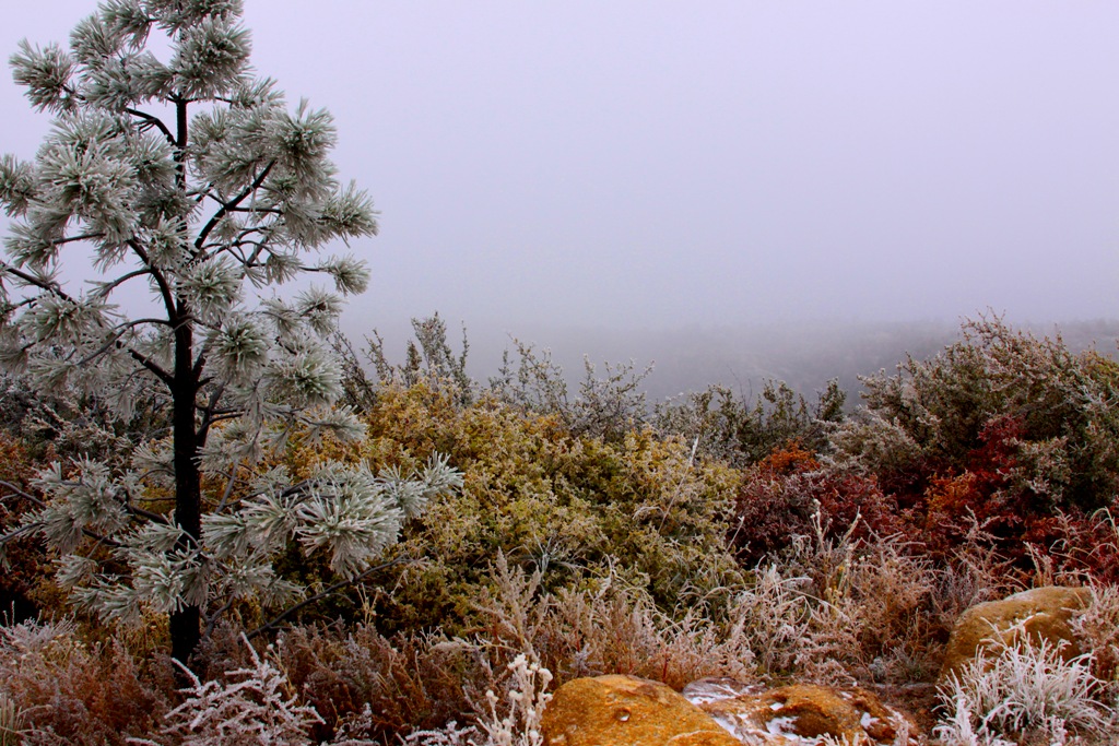 Colorado Springs, CO: Fall Frost at Palmer Park