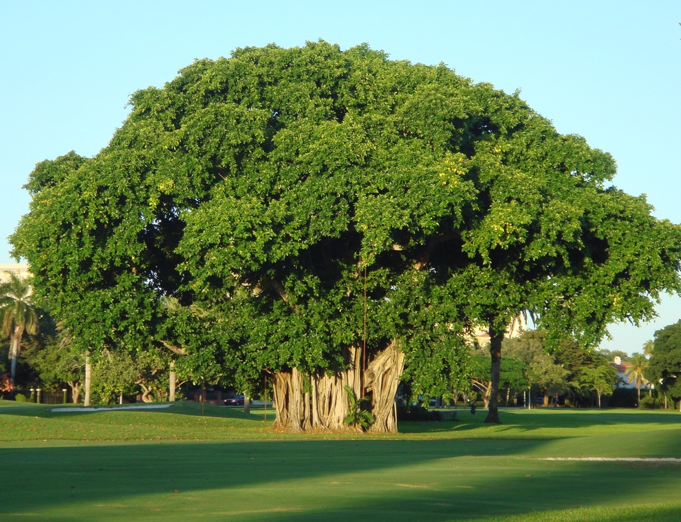 Coral Gables, FL: Tree on Granada Golf Course