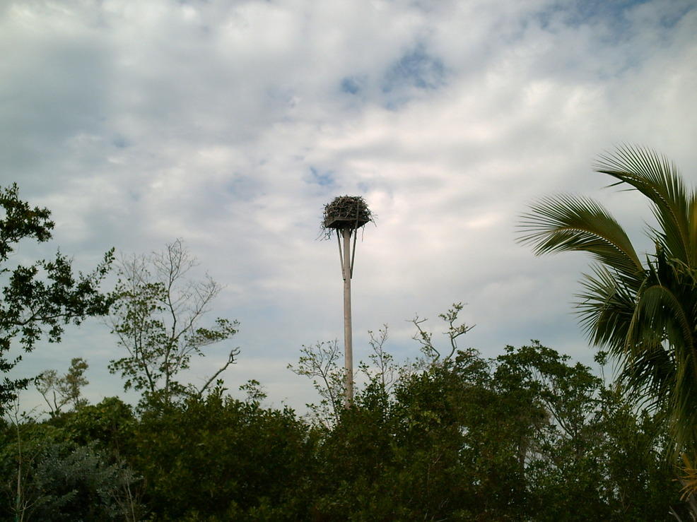 Sanibel, FL: Osprey Nest - Lighthouse Point - Sanibel Island