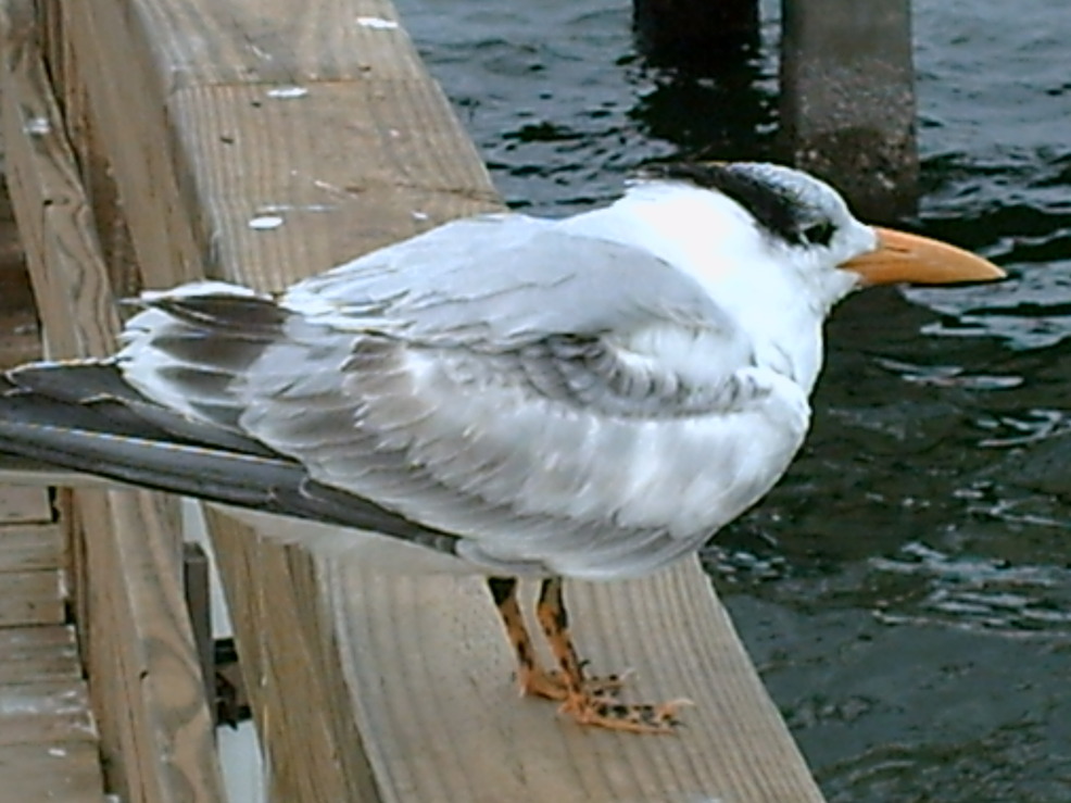 Sanibel, FL: A Tern