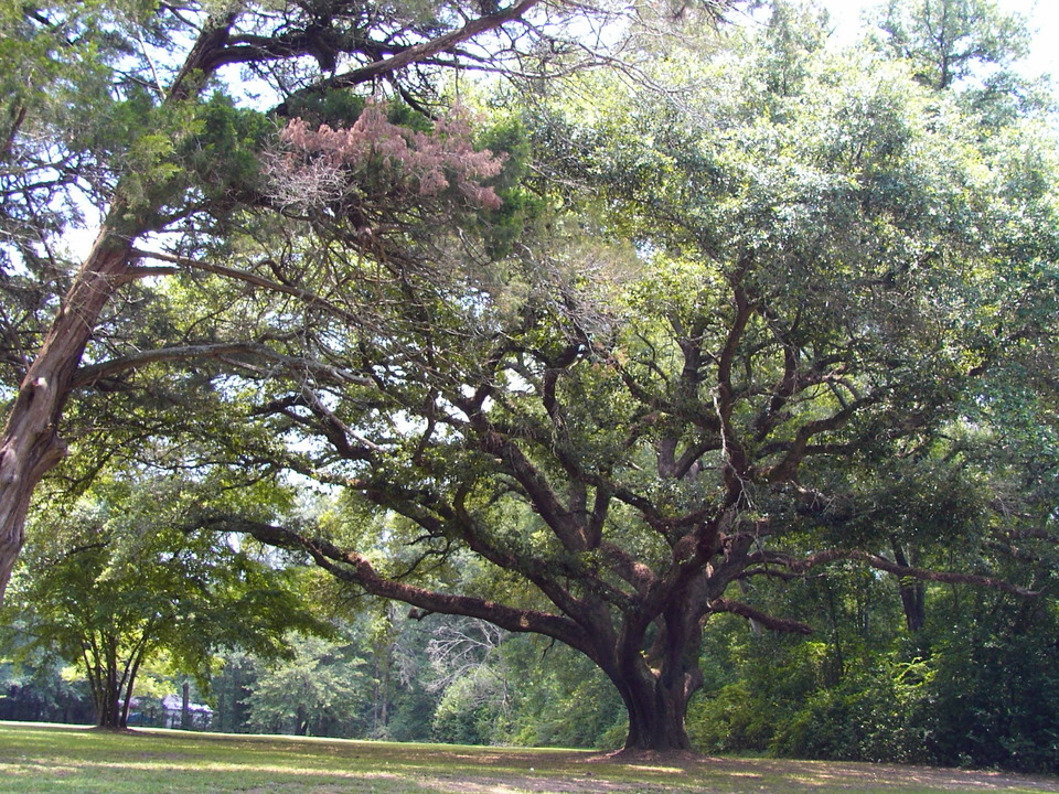 Chipley, FL: One of Chipleys beautiful trees