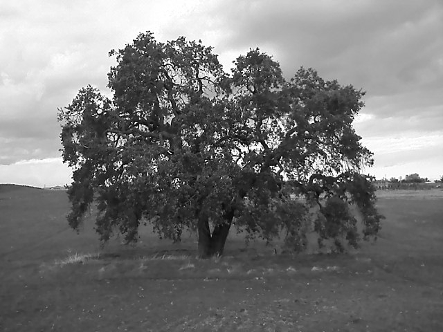 Vacaville, CA: Tree in Black in White from my Cell Phone ( off the back of a horse )