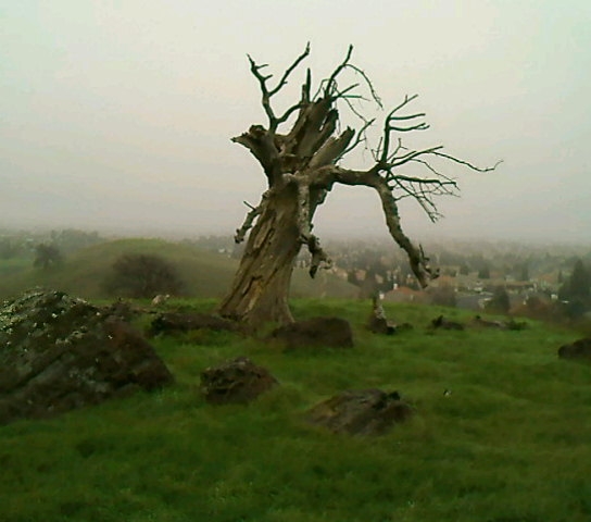 Vacaville, CA: Tree in the Browns Valley Hills on a foggy horseback riding day ( from Cell Phone )