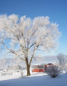 Elkton, VA: Ice covered tree from Christmas snow storm RT. 340 Elkton