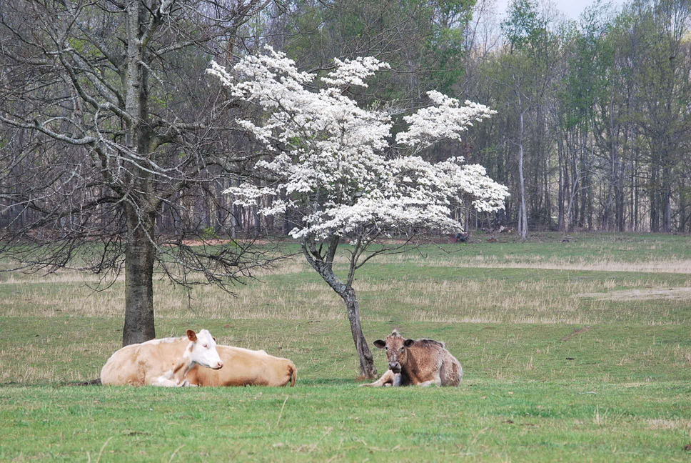 Elkmont, AL: Cows relaxing