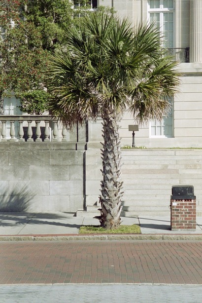 Wilmington, NC: Palm Trees