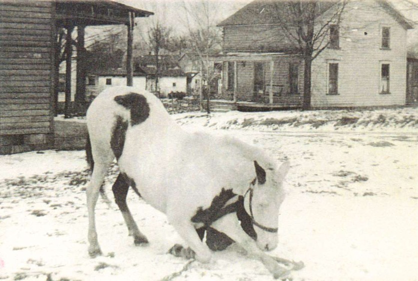 Albion, PA: a picture taken between 95 &97 1ST ave in Albion, Pa. Horse owned by Carl A. Craig