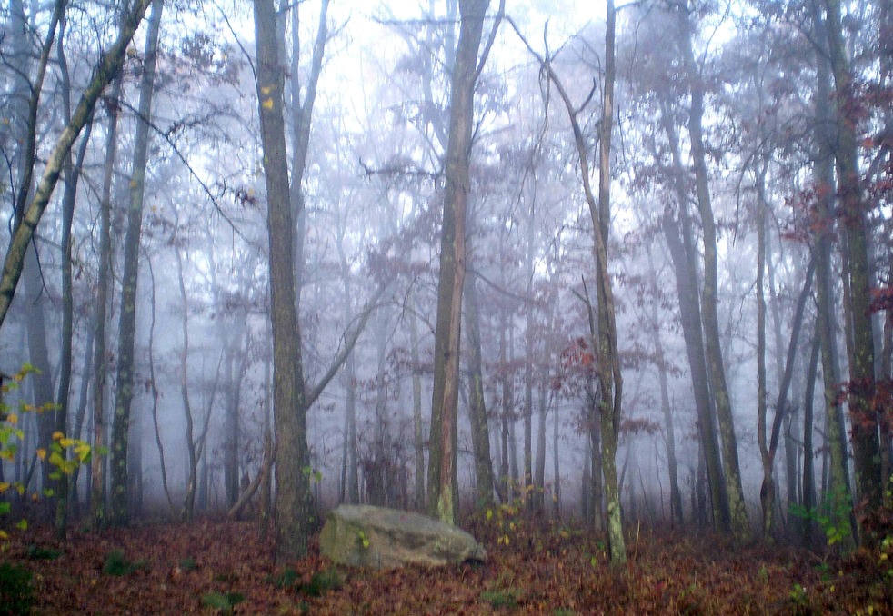 Yaphank, NY Yaphank Woods 2 photo, picture, image (New York) at city