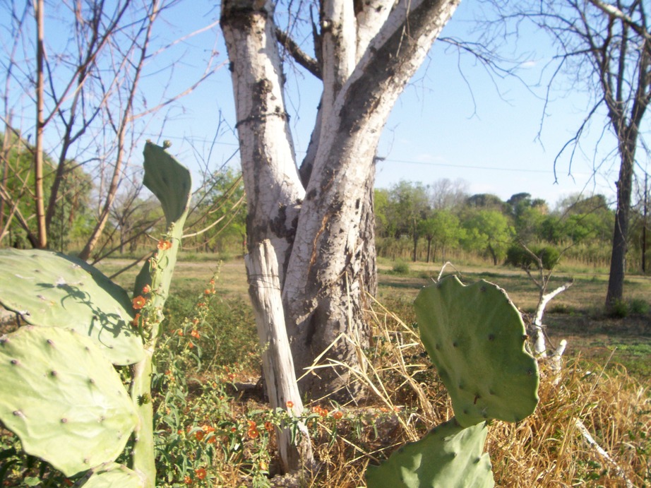 Del Rio, TX: San Felipe/ Magnolia Street