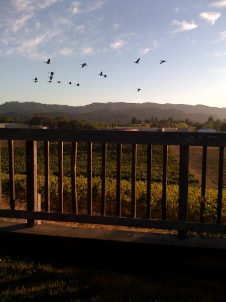 Healdsburg, CA: From the outdoor deck of a cottage in Dry Creek Valley, Healdsburg