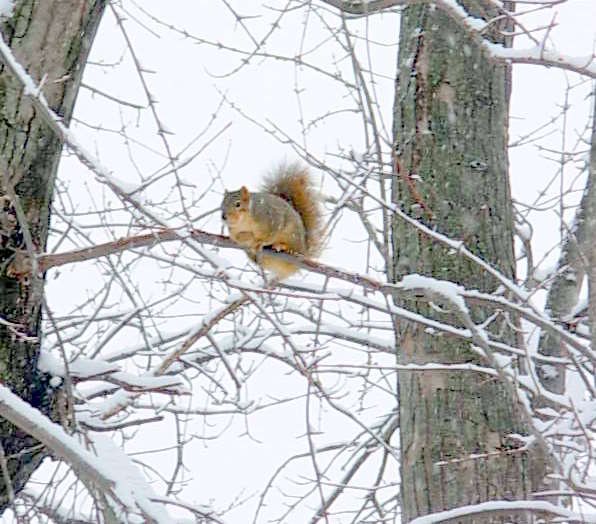 Fairbury, NE: Squirrel on snowy limb