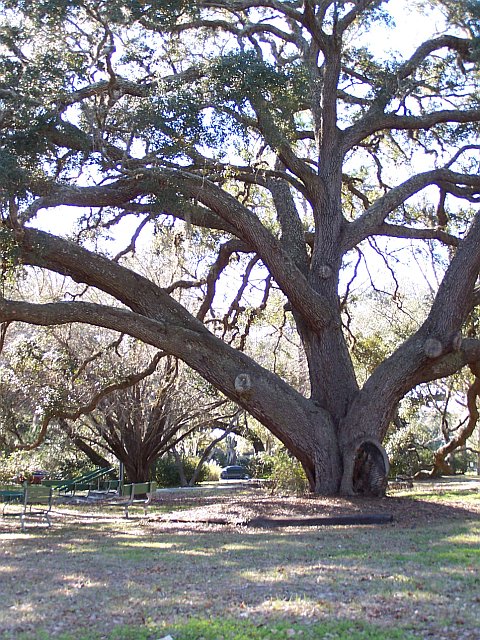 Keystone Heights, FL: Keystone Heights Beautiful Tree Behind Library