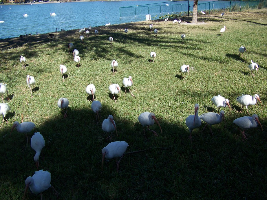 Lakeland, FL: More Please!!! Birds on Lake Morton Lakeland Fl